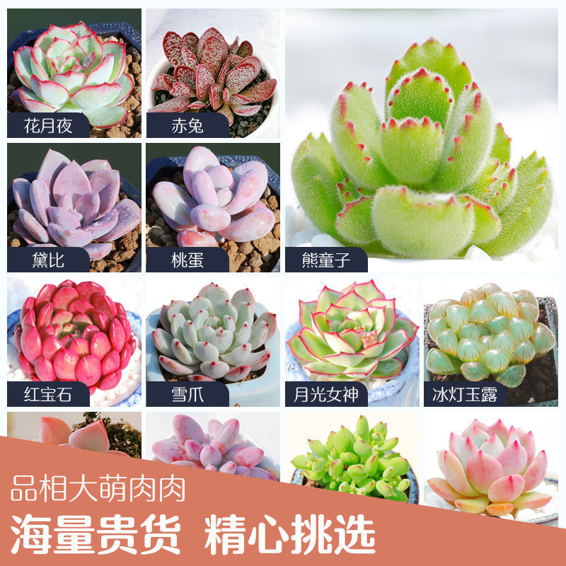 多肉植物组合超大萌肉肉法师玉露
