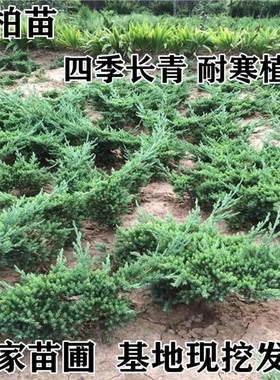 地柏小苗室内外易养活盆栽绿植