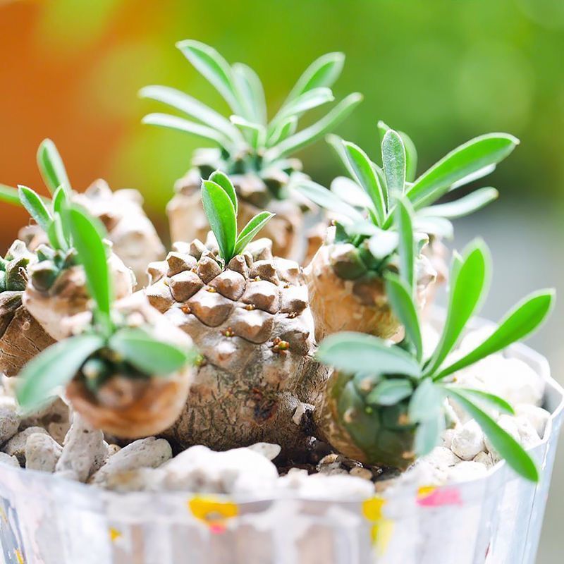 峨眉山小菠萝多肉植物稀有盆栽