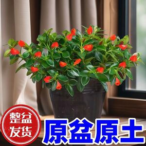 金鱼吊兰盆栽客厅四季大盆