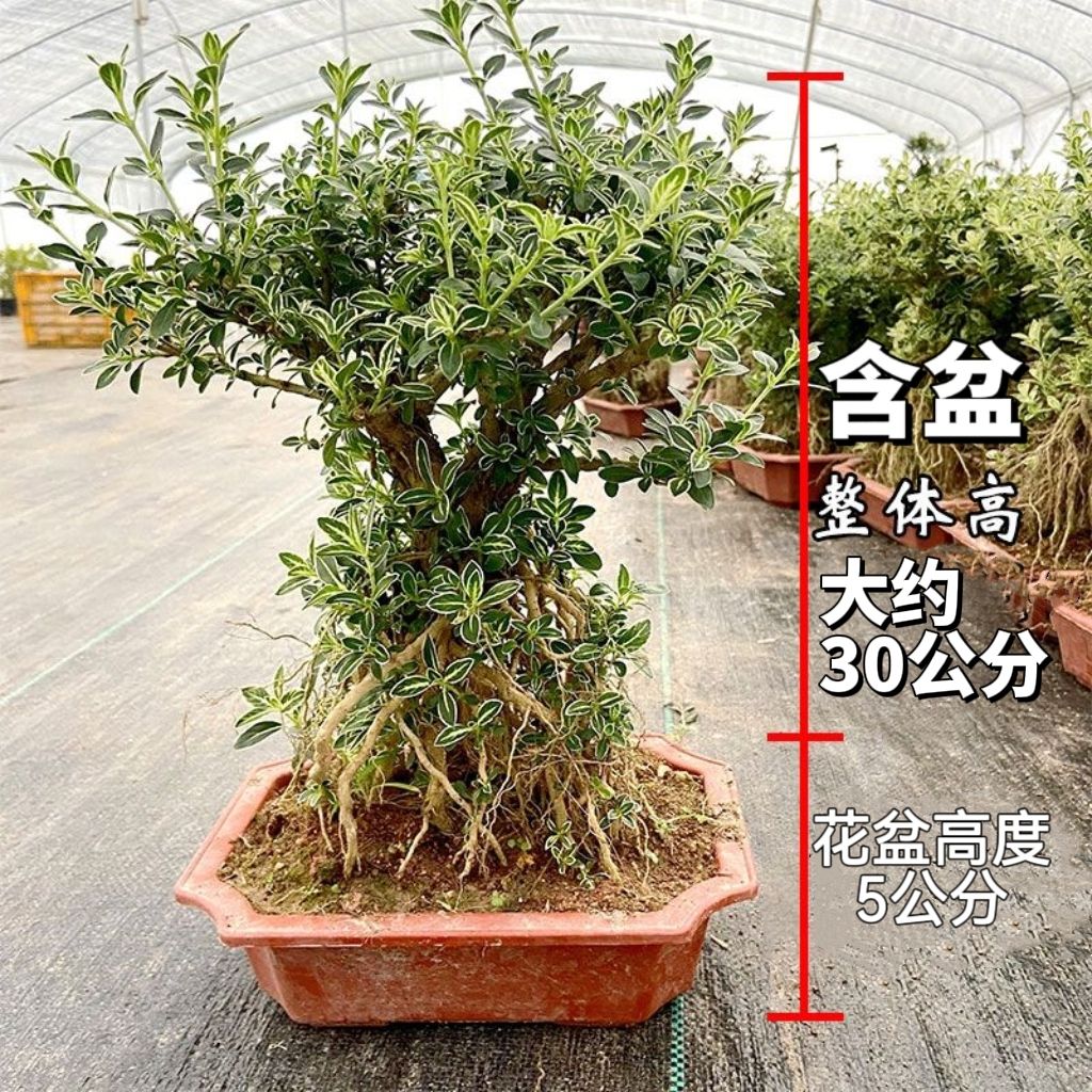 提根金边六月雪易成活耐寒植物