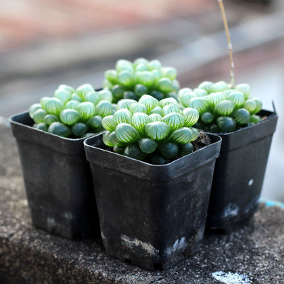 办公室桌面盆栽晶莹玉露好养植物