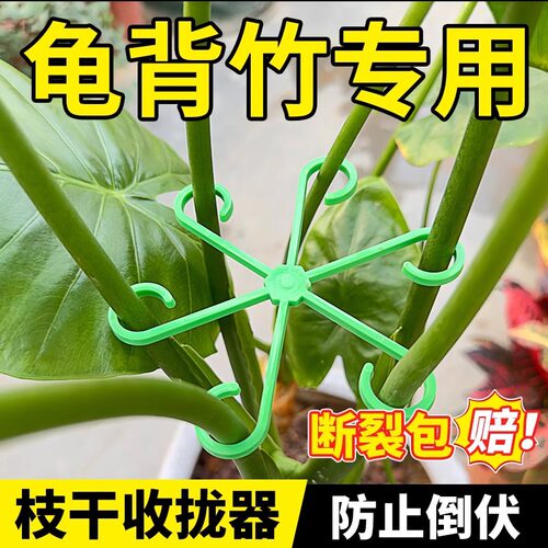 龟背竹支撑杆植物水培固定防倒伏