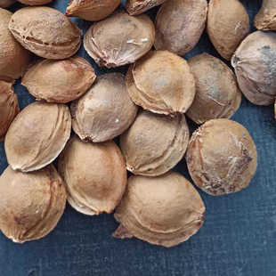 自然风干甜杏胡曹杏核原味甜杏胡杏籽农家自晒风干甘肃庆阳