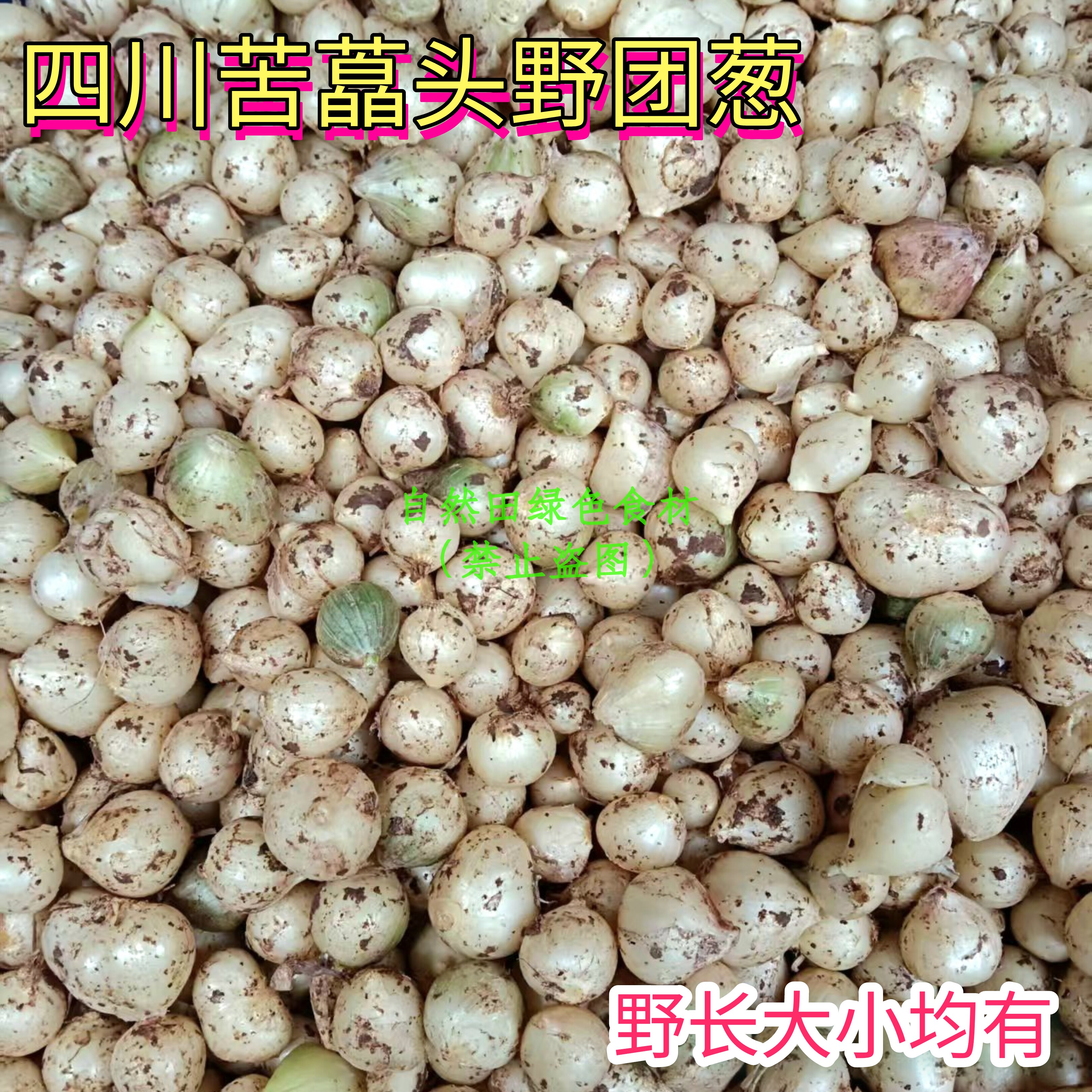 小团葱头本地苦藠头现挖新鲜