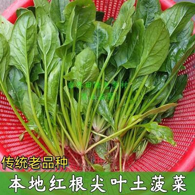 本地可留种土菠菜红根菠菜籽