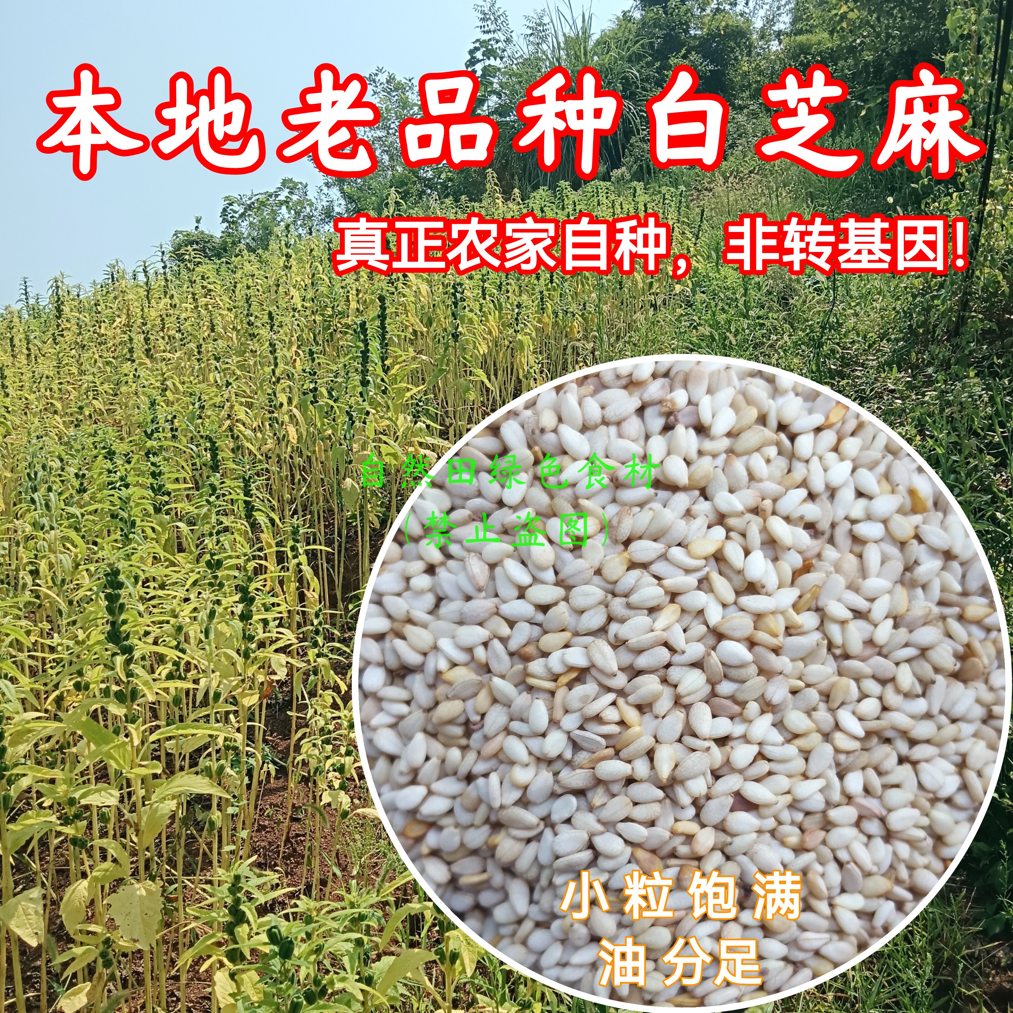 25年新老品种白芝麻农家自留老品种小粒白芝麻生货带皮老式非转