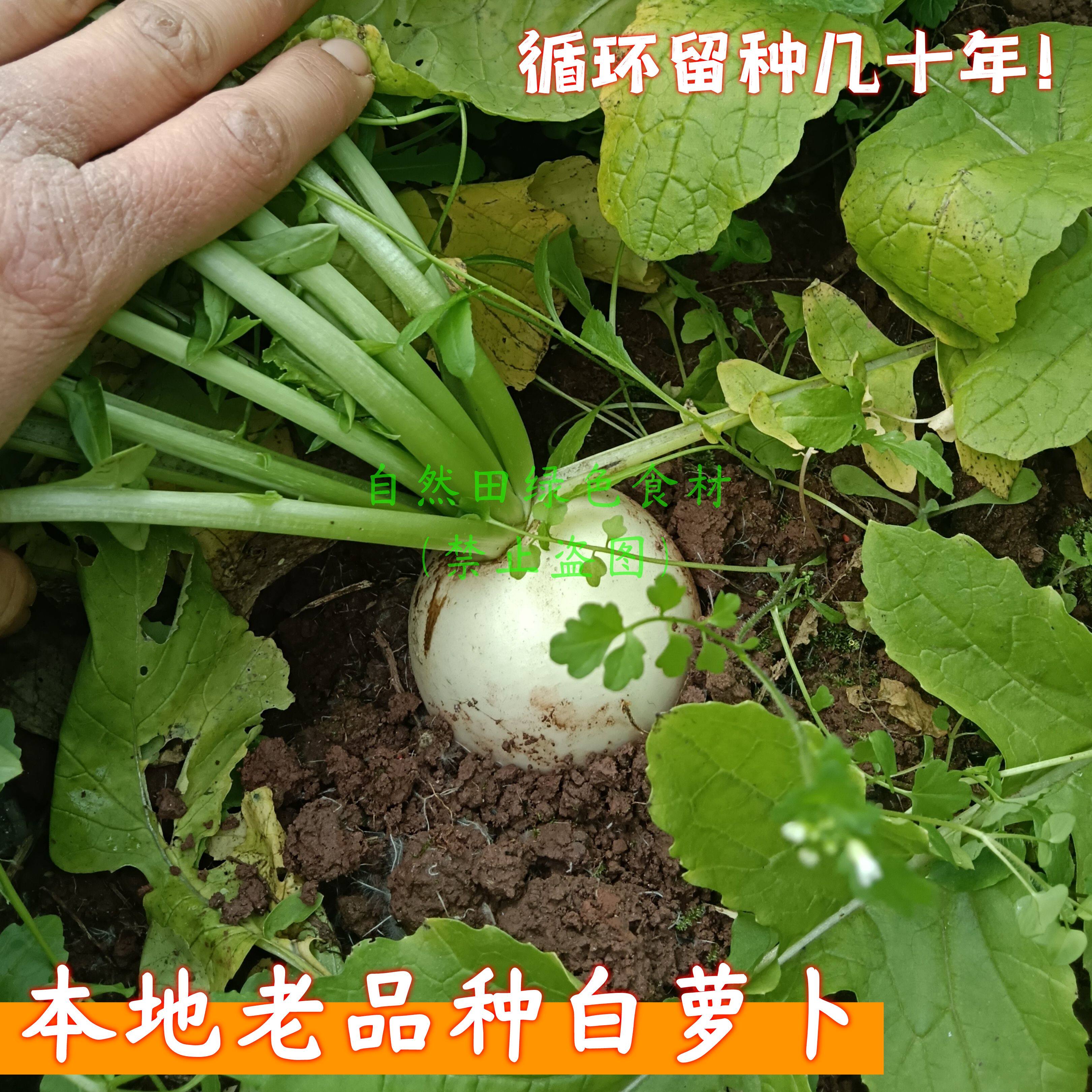 四川老品种圆白萝卜新鲜本地农家自留老品种土白萝卜老式非转