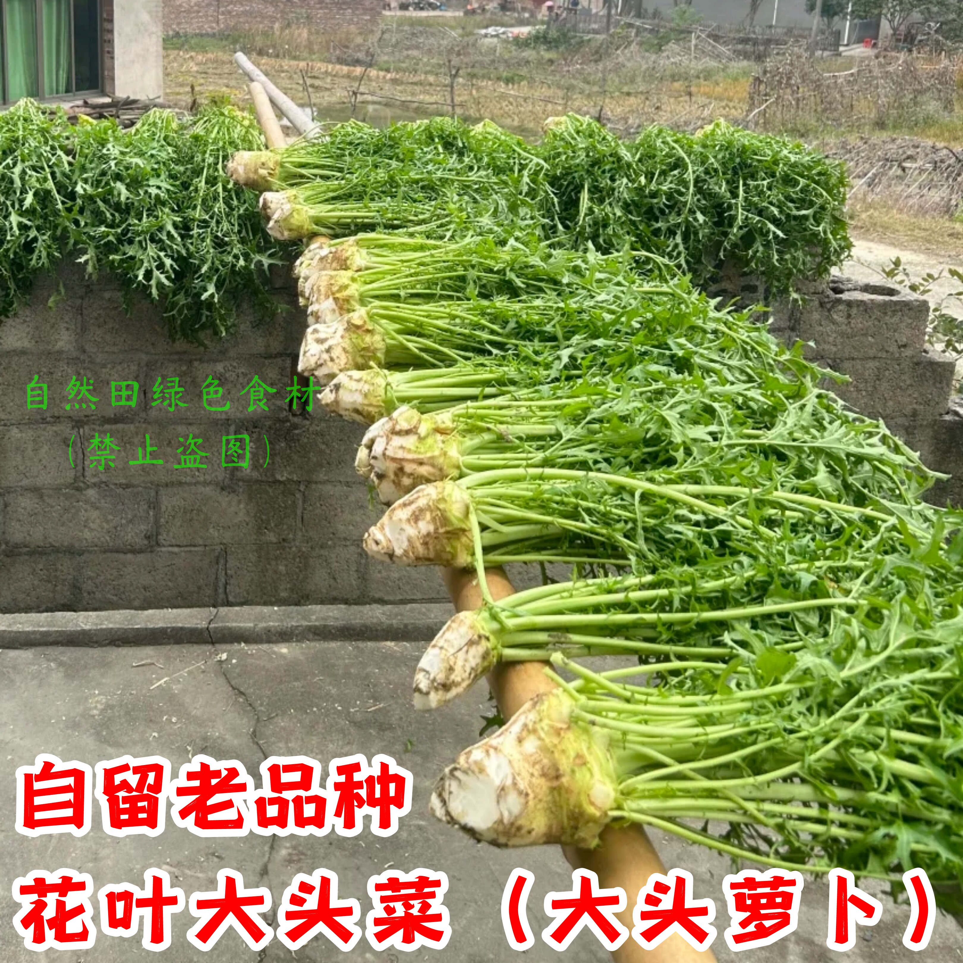 本地花叶大头菜老品种土大头萝卜农家自种大兜菜可做咸菜老式非转