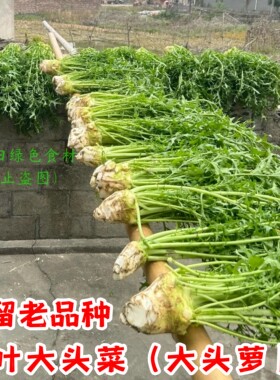 本地花叶大头菜老品种土大头萝卜农家自种大兜菜可做咸菜老式非转