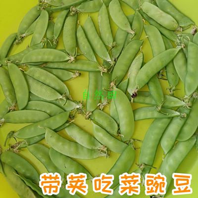 自留老品种菜豌豆籽本地甜豌豆自留种荷兰豆带荚吃清甜可发芽