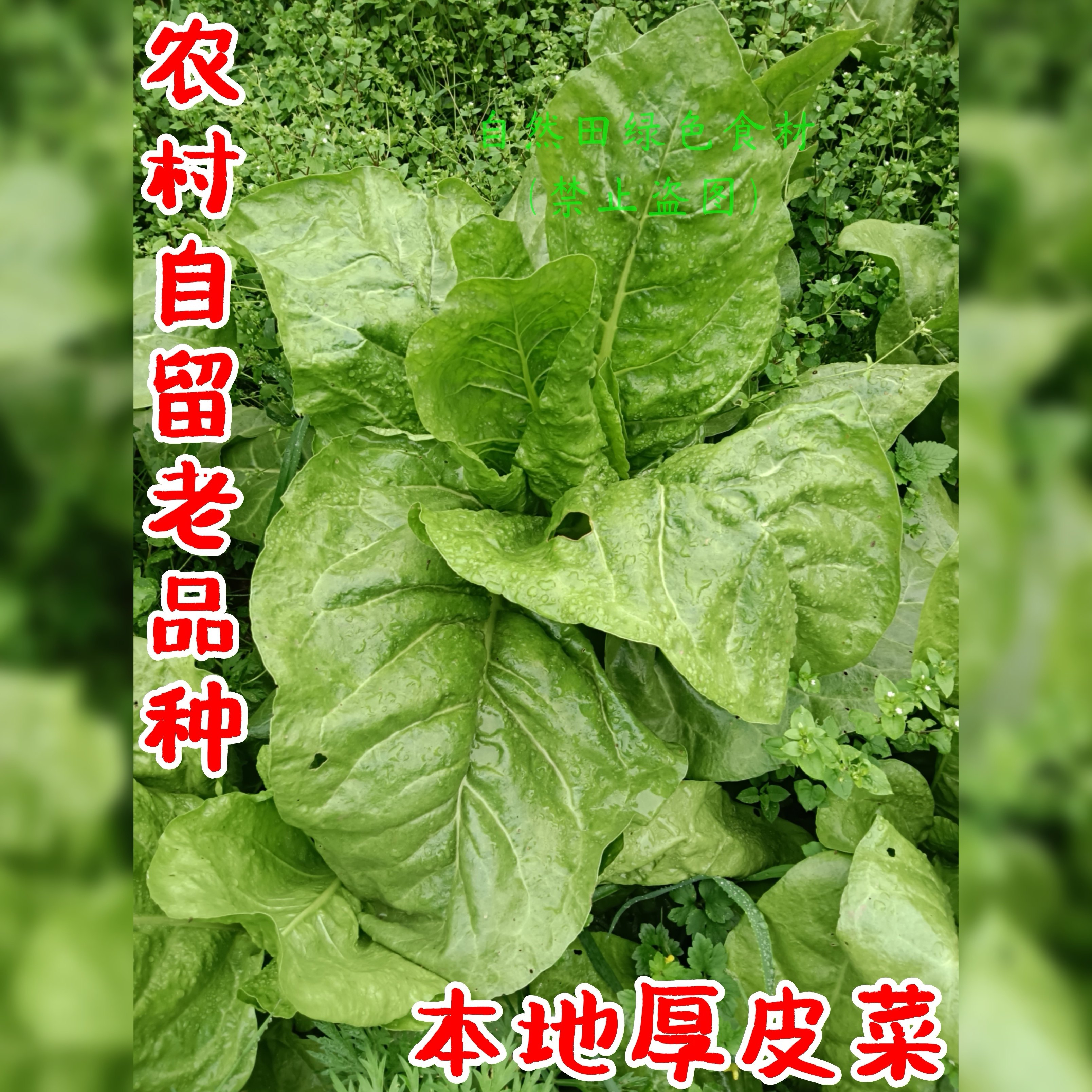 本地老品种厚皮菜农家自种莙荙菜绿梗甜菜四川牛皮菜老式非转