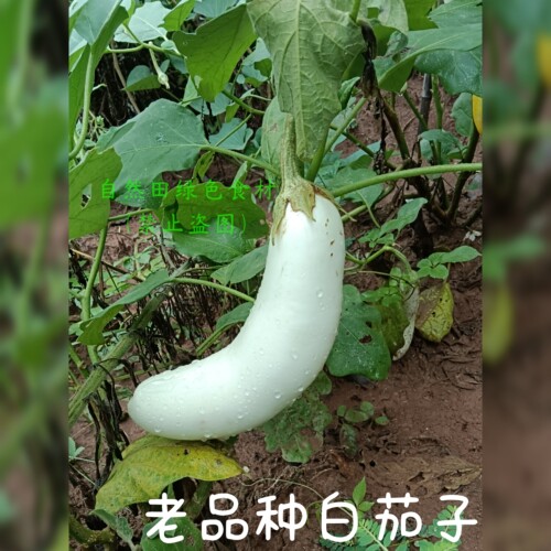 本地自留老品种白茄子非转基因