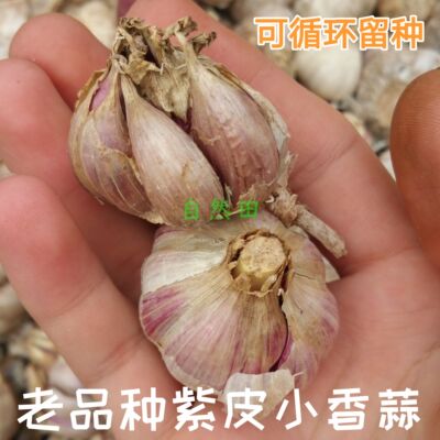 老品种土香蒜非改良可发芽