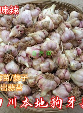 四川老品种狗牙蒜软叶农家自产紫皮大蒜很辣香味浓26年新晒干蒜头