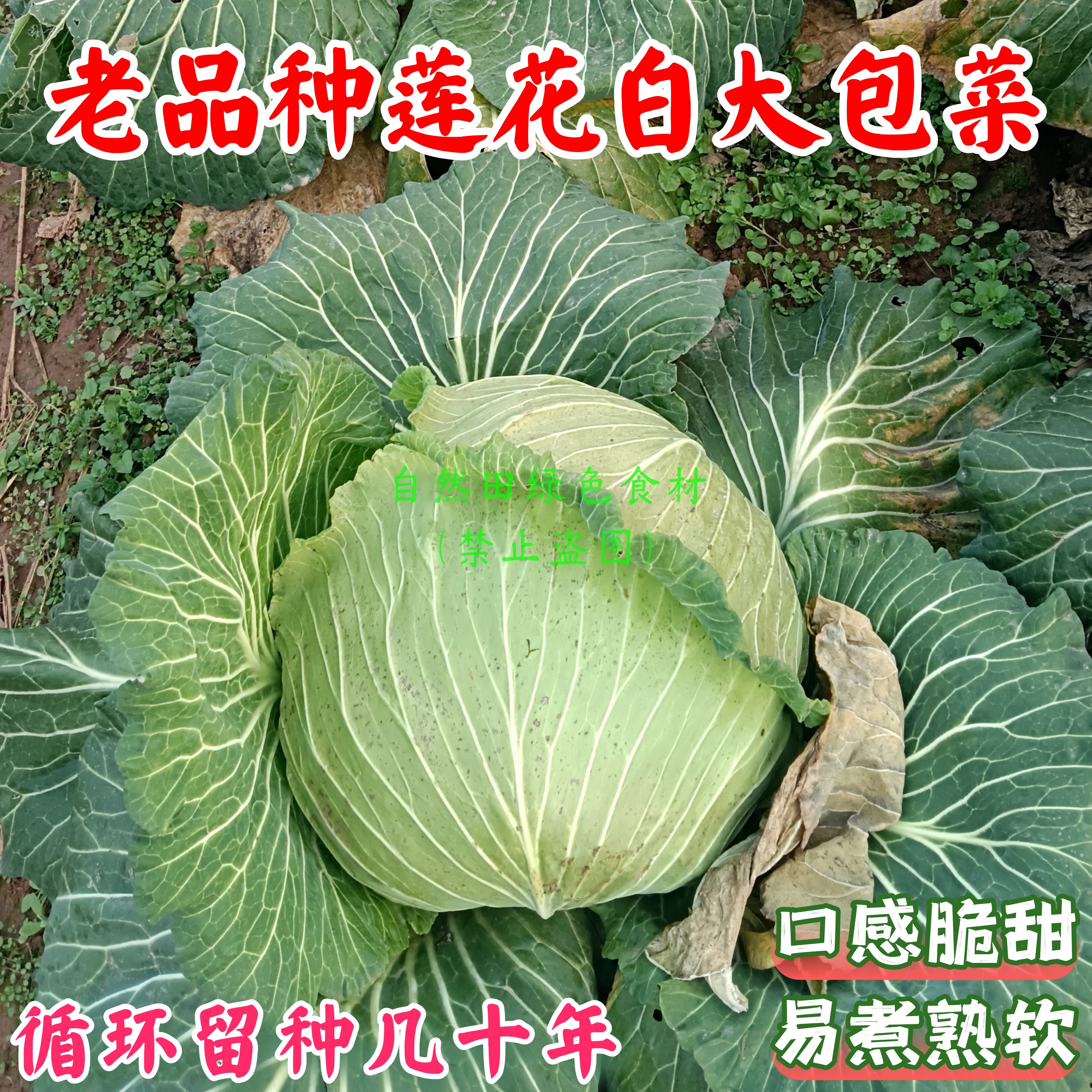 70-80年代老品种莲花白大包菜