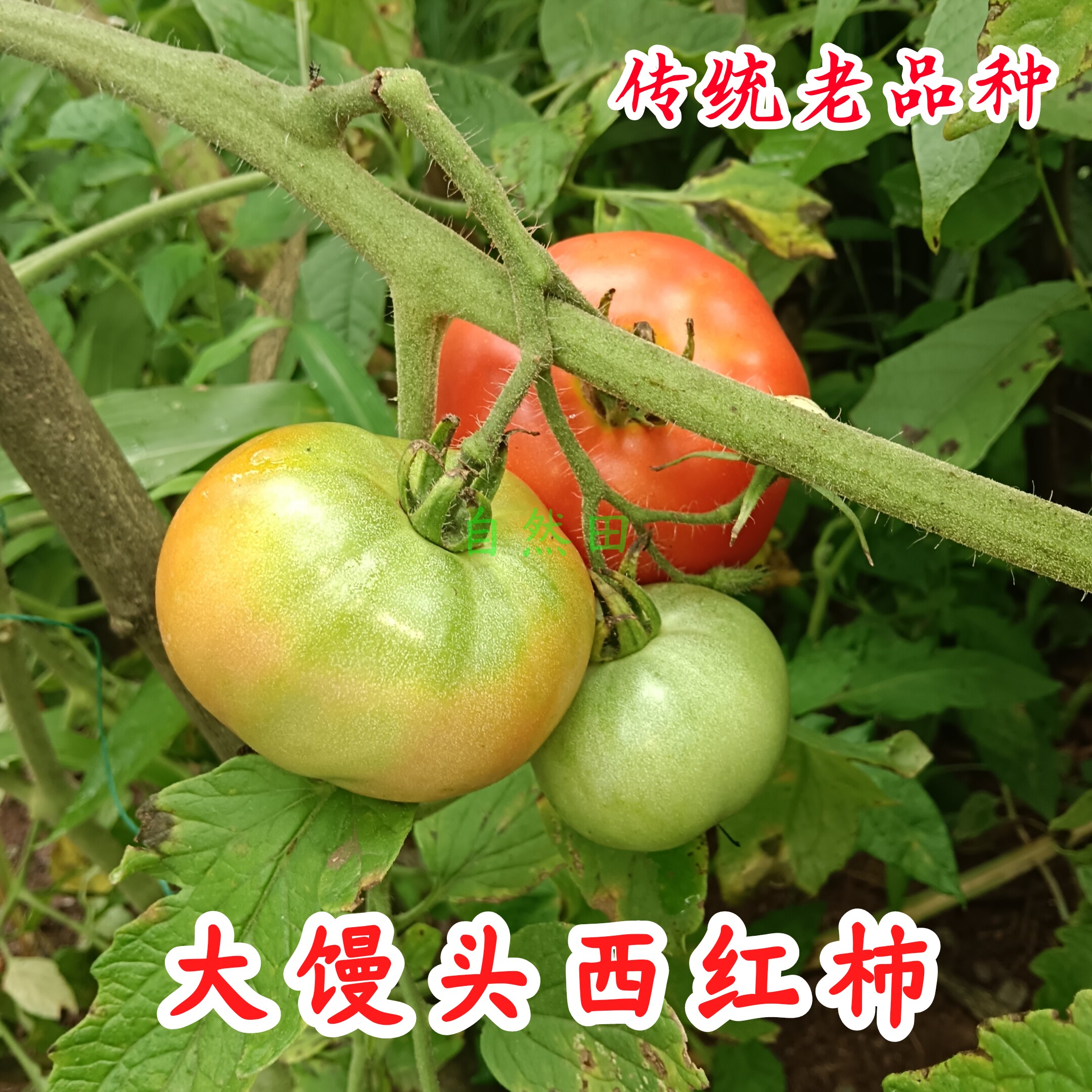 传统老品种大馒头西红柿农家自种粉沙老番茄自然成熟老式非转