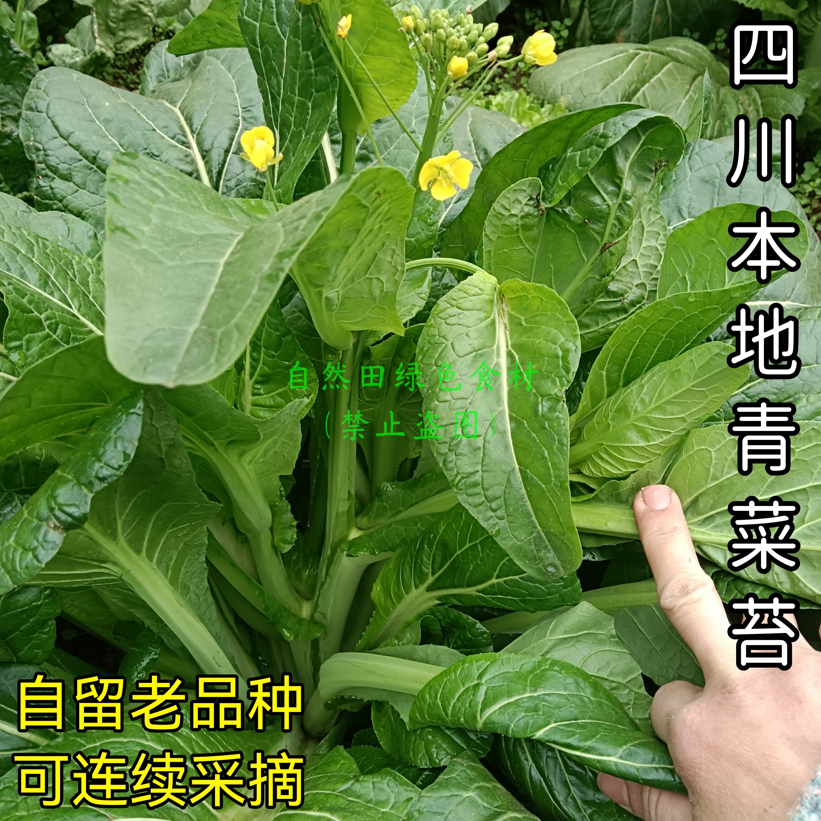 农家菜心自留老品种绿菜苔本地漂儿白青菜脆甜可连续采收老式非转