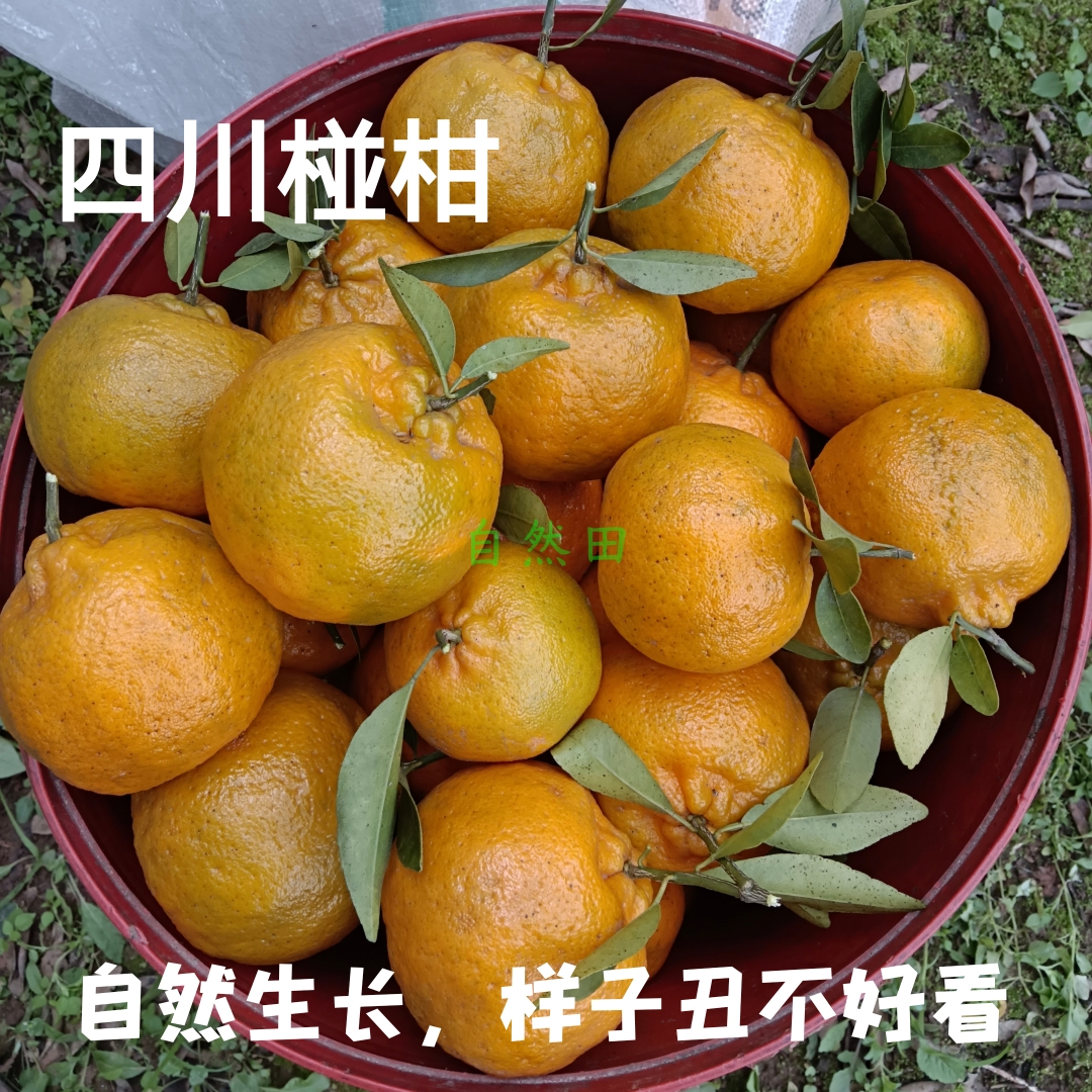 自家老树四川椪柑酸甜儿时味道