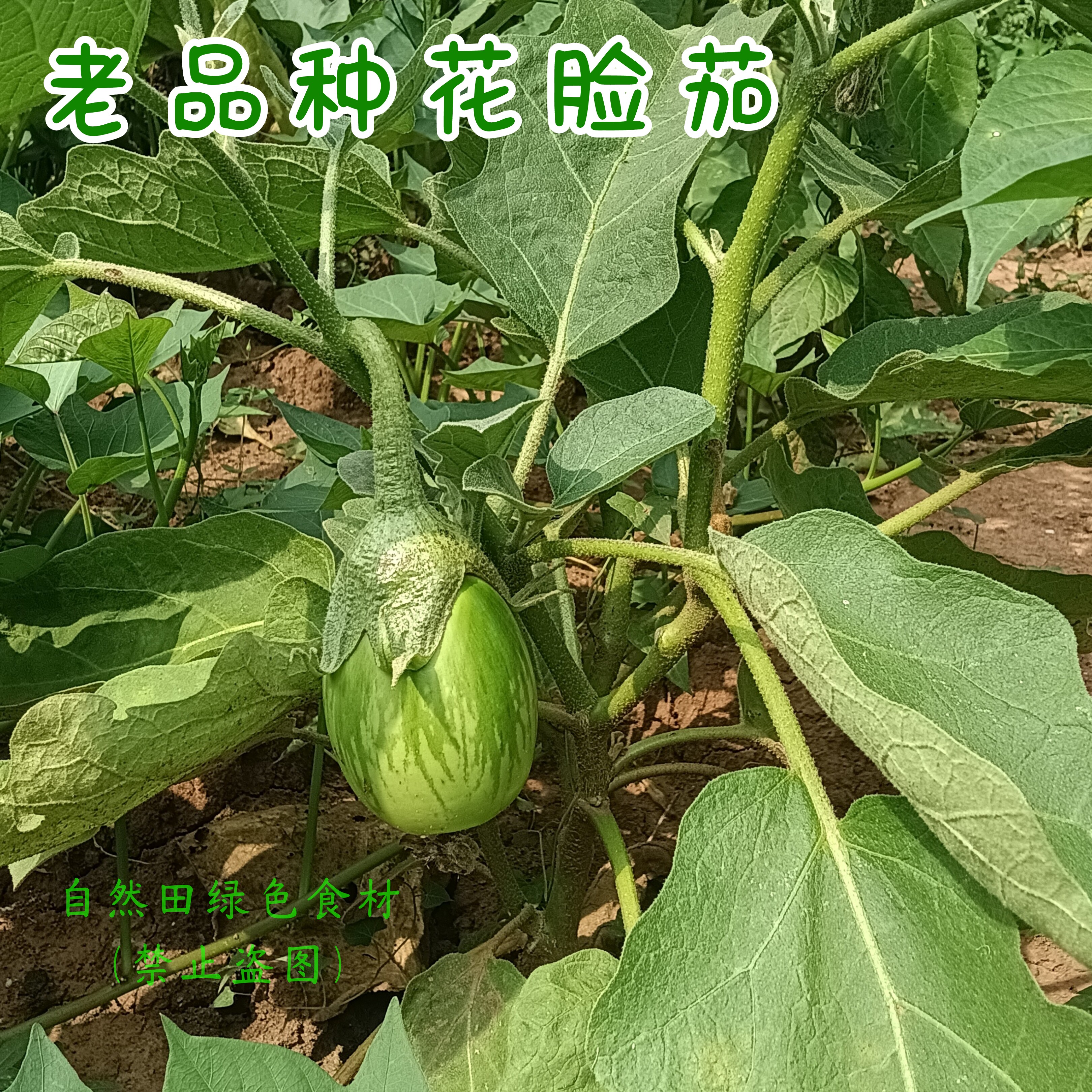 老品种花脸大茄子农家自留老品种绿茄子软糯易熟老式非转