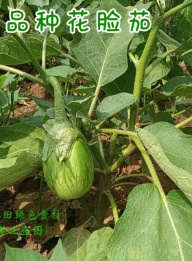 老品种花脸大茄子农家自留老品种绿茄子软糯易熟非转基因