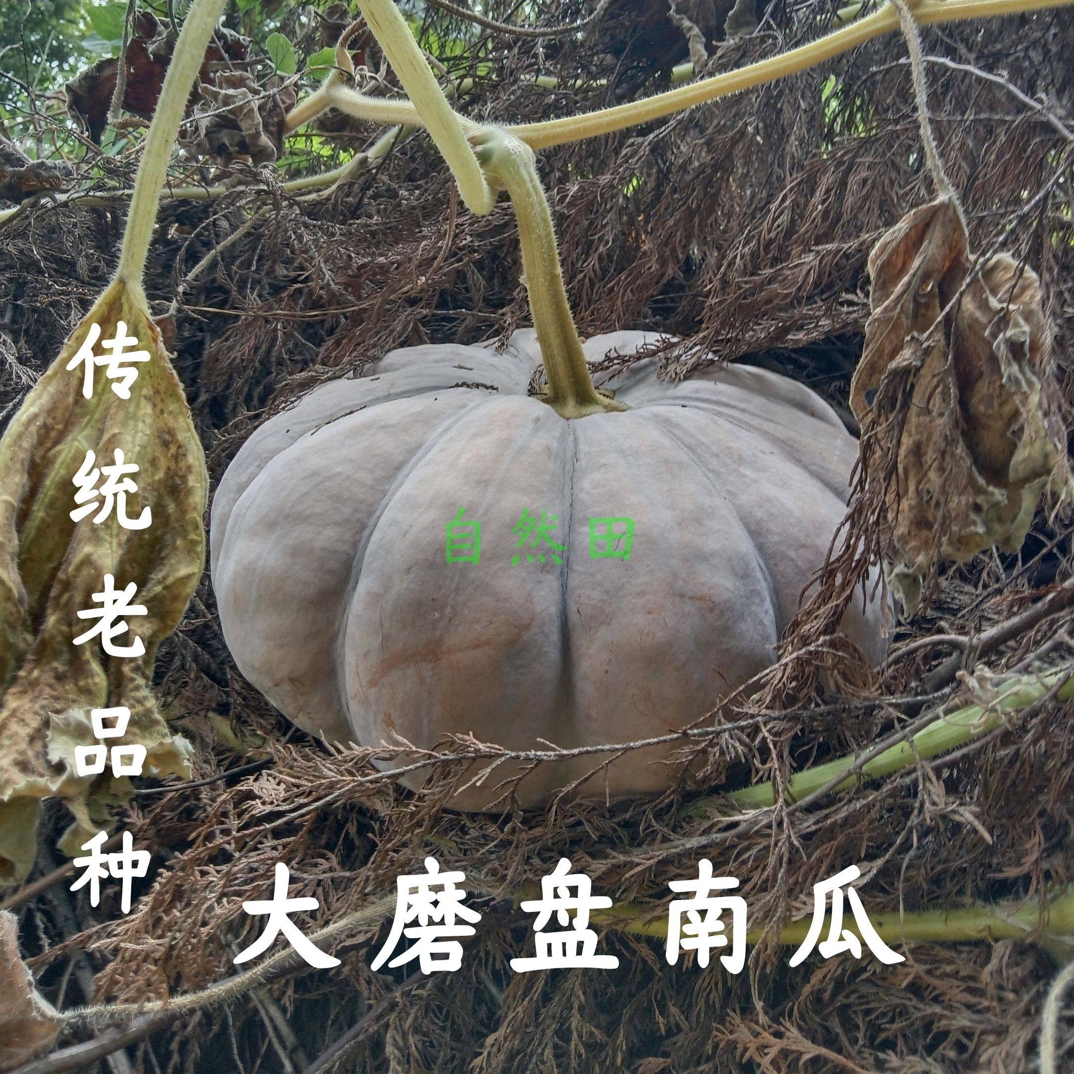 传统老品种大磨盘南瓜农家自种扁老南瓜籽可循环留种小时候的味道