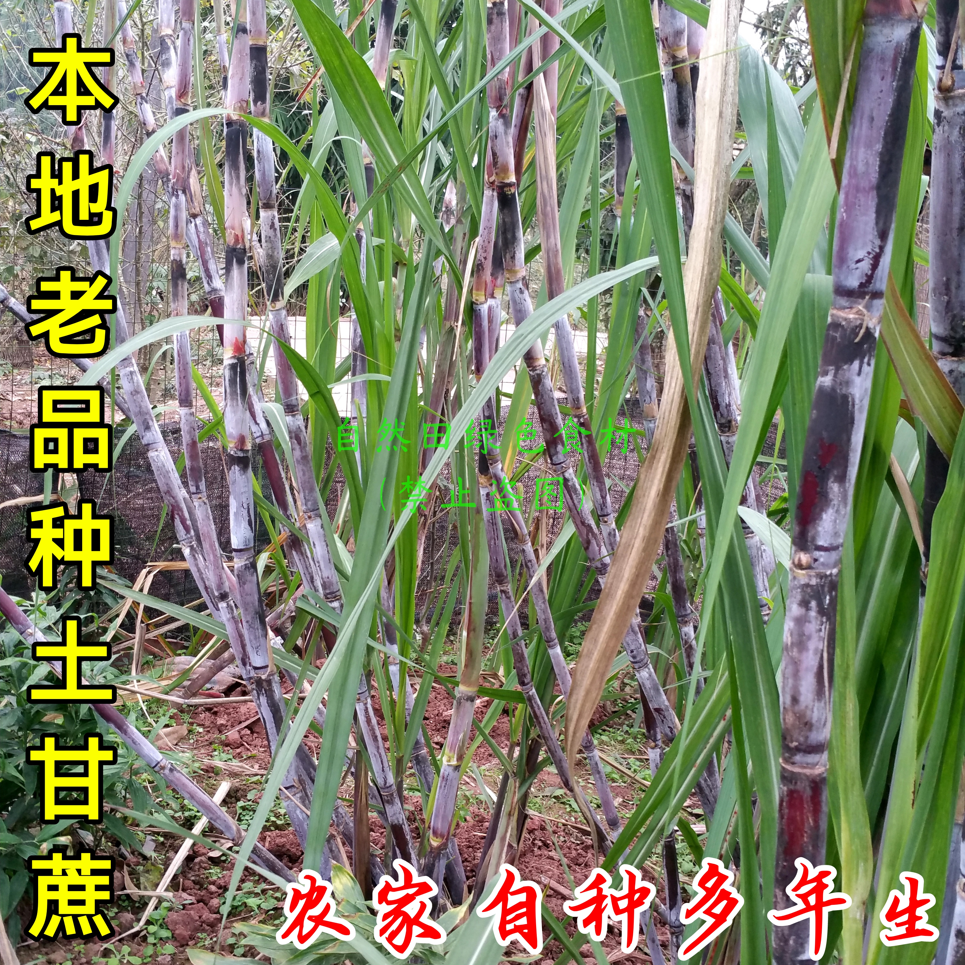 红皮青皮甘蔗农家老品种可发芽