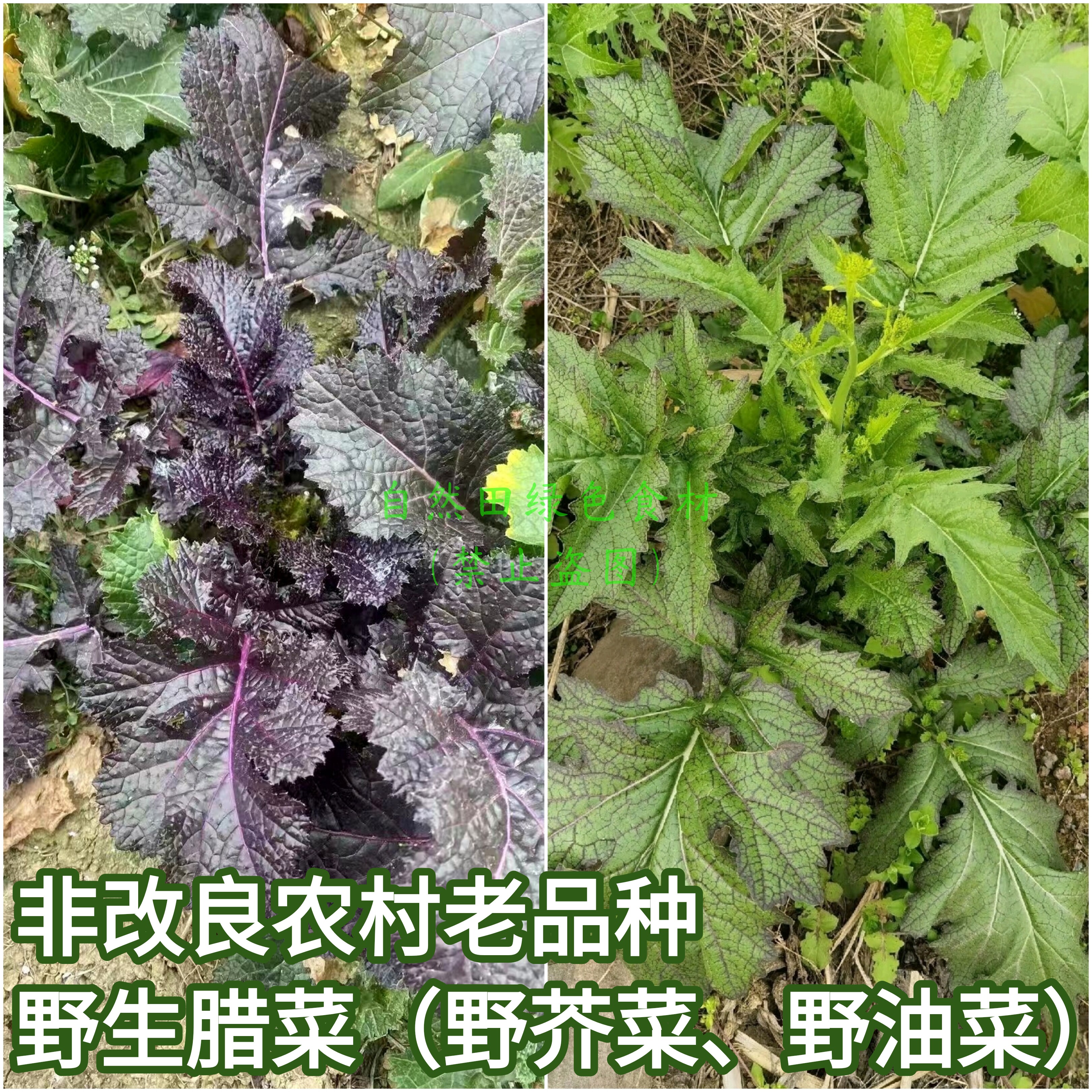 野生辣菜野紫腊油菜耐寒老品种食用保健菜含花青素老式非转
