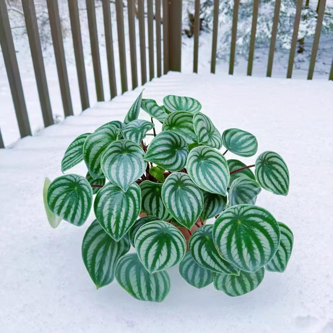 西瓜皮椒草秋海棠蟆叶类阳台室外客厅桌面绿植盆栽观叶赏花植物