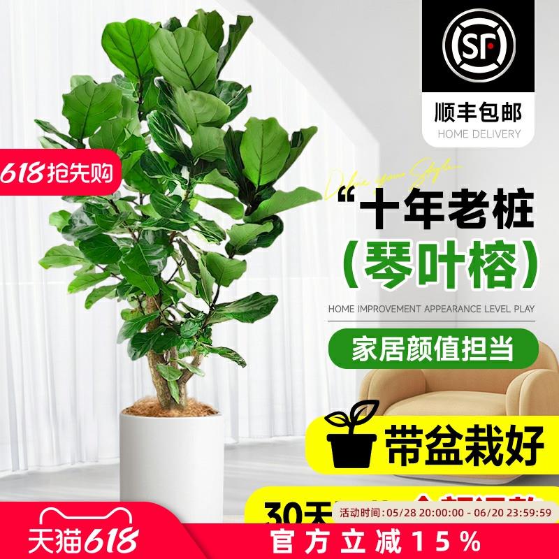 琴叶榕客厅室内盆栽大型绿植老桩大叶真花落地大号好养办公室植物
