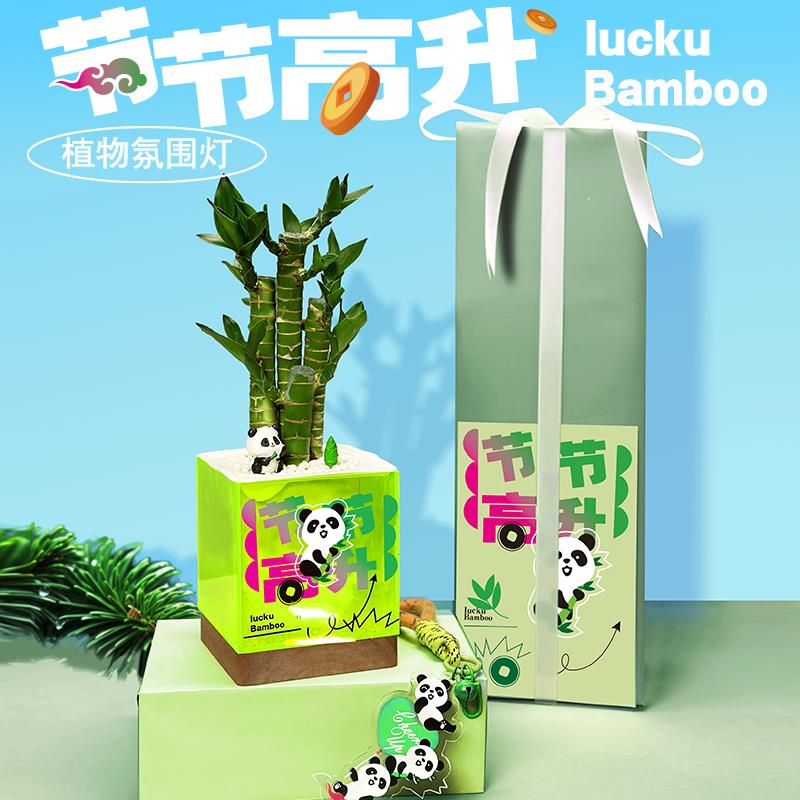 放青松创意礼盒植物盆栽富贵竹发财树办公室桌面情绪稳定绿植礼物