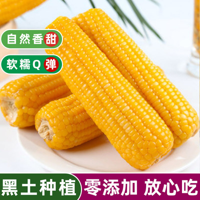 东北黄糯玉米软糯香甜10棒整箱东北玉米真空包装619糯玉米