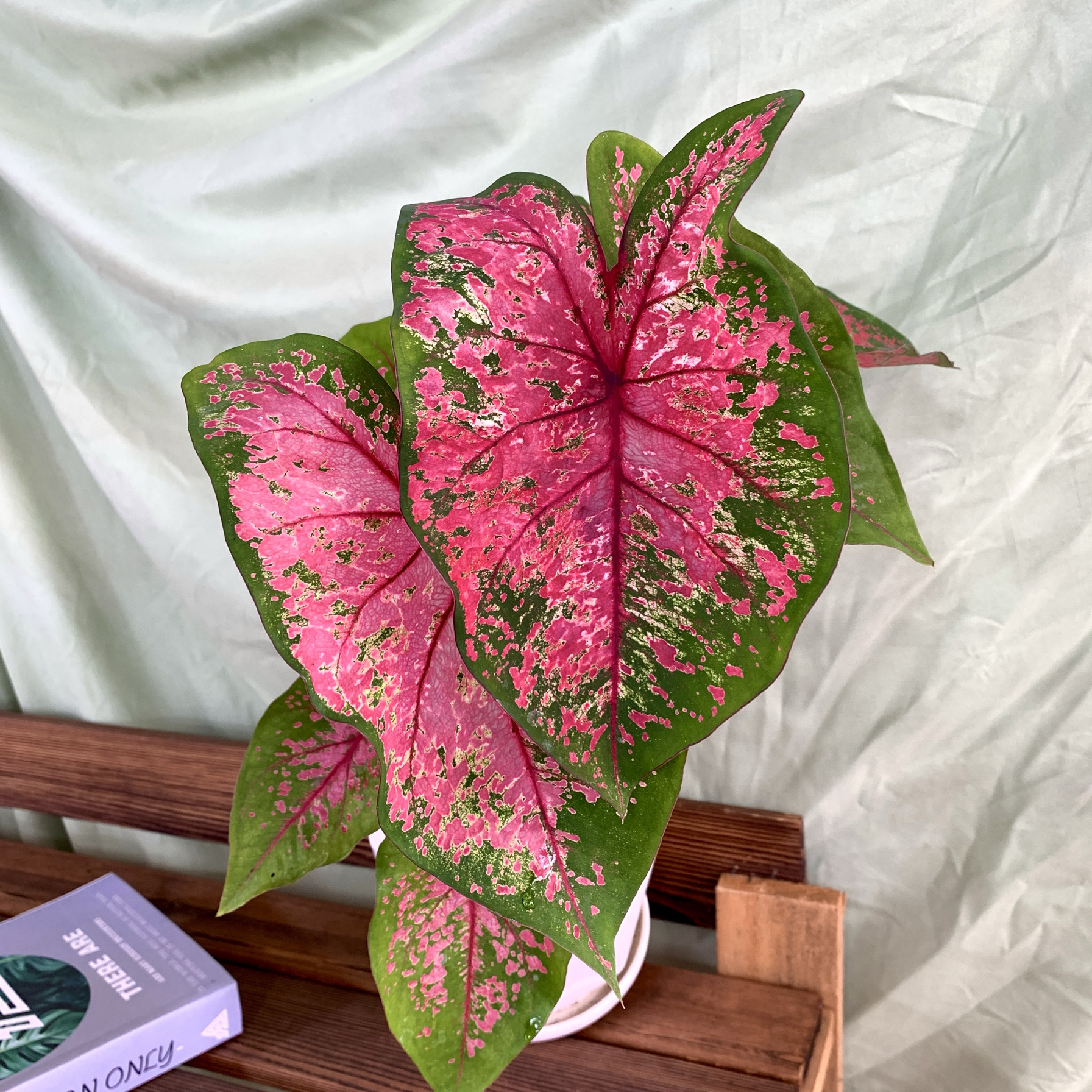 消防员进口彩叶芋 热植净化空气好养活阳台办公室绿植花卉