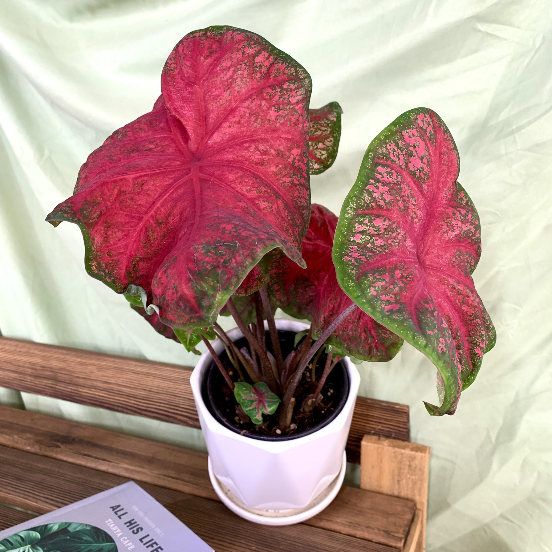 布兰迪进口彩叶芋 热植净化空气好养活阳台办公室绿植花卉