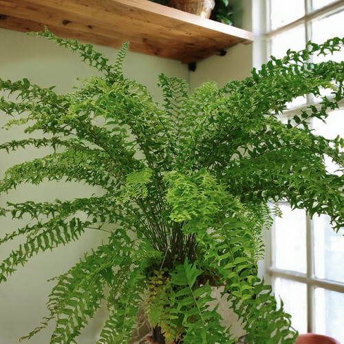 室内装饰观叶易养鹿角蕨