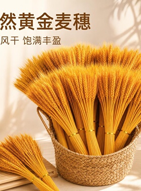 天然黄金大麦干花束福袋钱袋子客厅摆设件金黄麦穗装饰乔迁仿真花