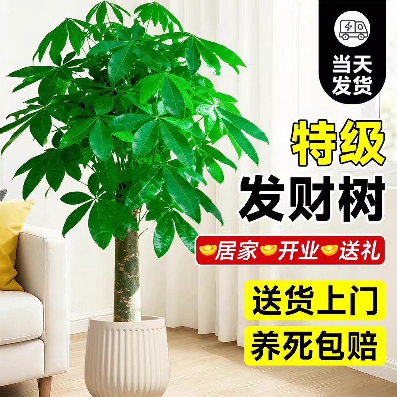 发财树客厅大盆栽绿植室内大型招财树大棵植物办公室乔迁开业好养