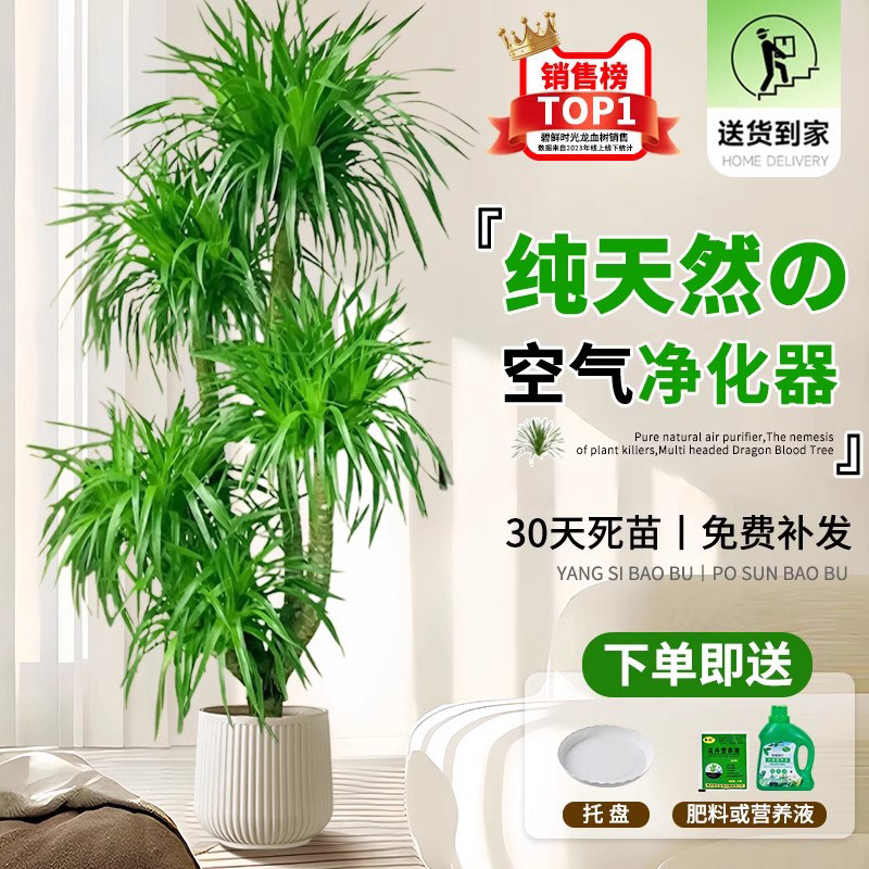 龙血树盆栽办公室内大型客厅龙铁树旺宅绿植落地老桩树苗真龙须树