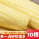 2025东北甜糯粘玉米新白糯玉米真空独立包装 10棒口感香甜可口早