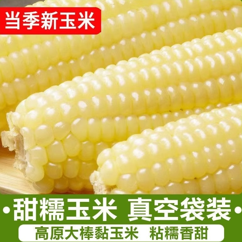 正宗东北白糯玉棒真空包装白糯玉米早餐代餐即食粘玉米熟黏玉米