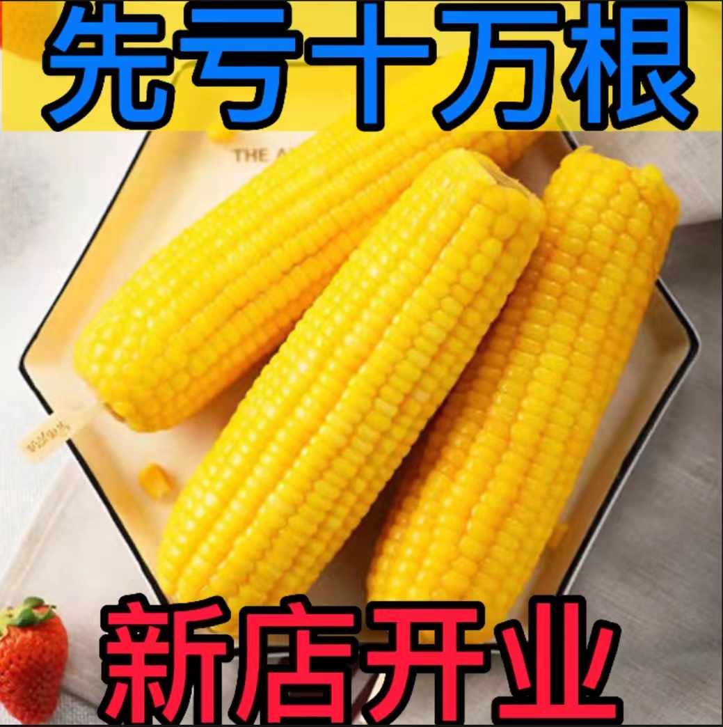 东北黄糯玉米新鲜黄糯玉米棒开袋即食真空包装早餐代餐熟黏玉米产