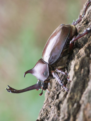 独角仙兜虫甲虫入门宠物虫幼虫爬虫小朋友第一只甲虫犀金龟锹甲