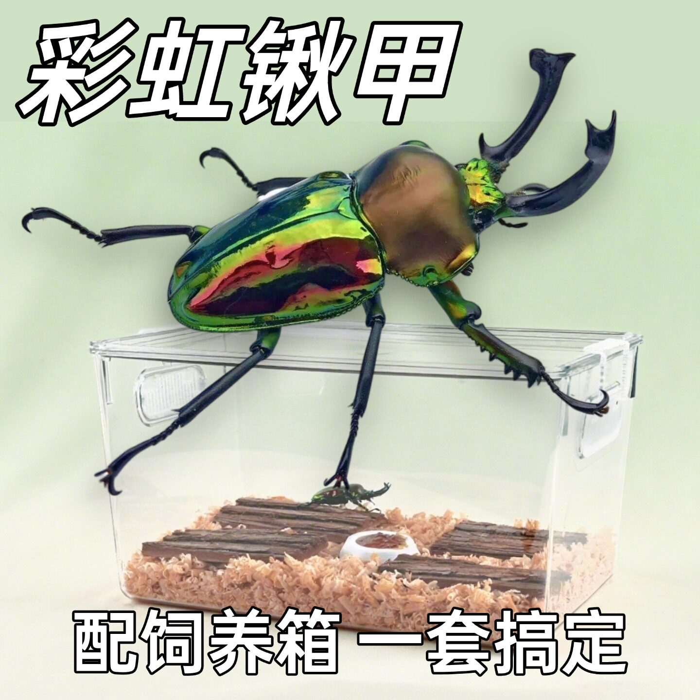彩虹锹甲成虫甲虫成虫彩虹锹甲长牙公虫入门宠物甲虫饲养自然观察