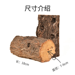 甲虫产木锹甲产木彩虹锹甲产卵木木屑巴拉望巨扁臂金龟繁殖木产房