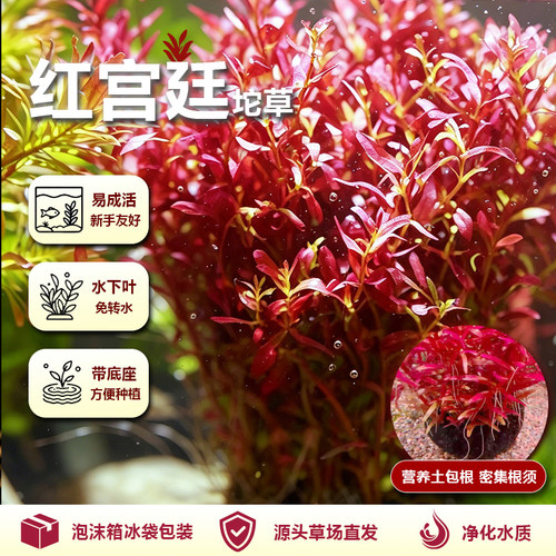 鱼缸水草无需二氧化碳新手懒人
