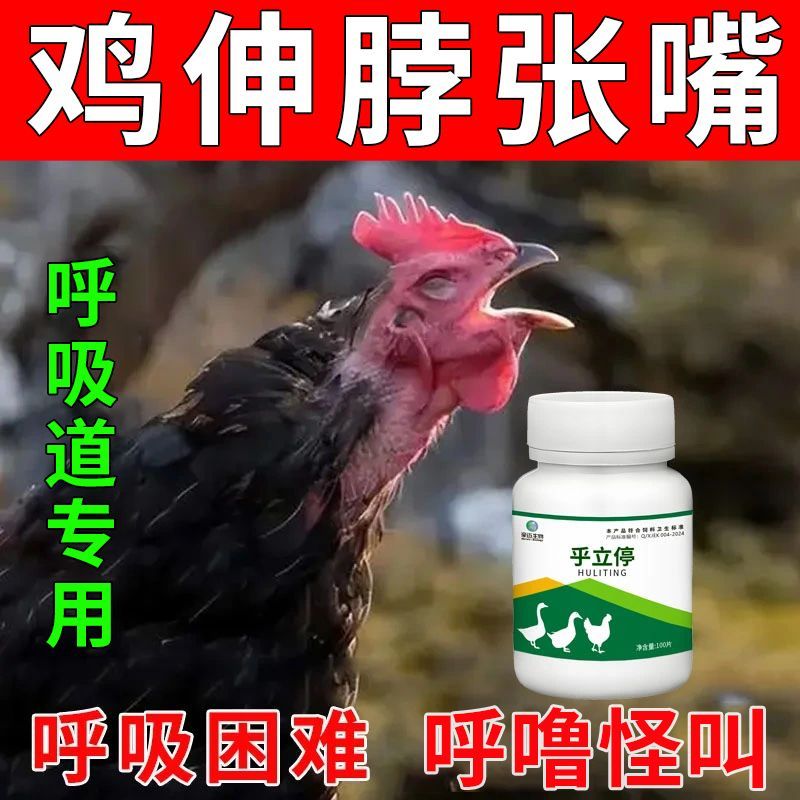 家禽鸡鸭鹅伸脖张口啰音