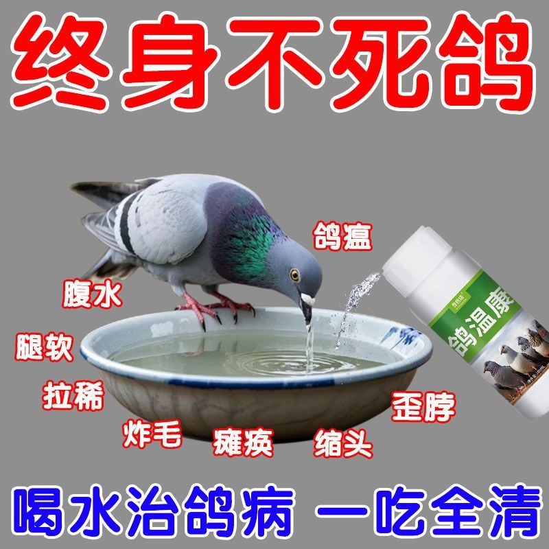 鸽感康鸽子鸽瘟甩头歪脖