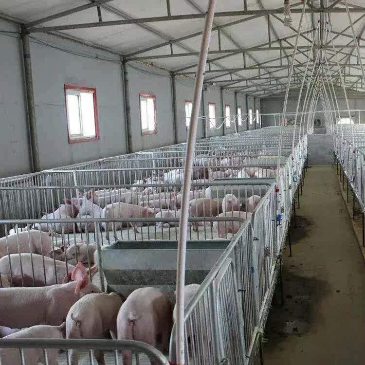 养猪场带食槽 猪舍育肥大栏 现代化养猪舍 育肥母猪用