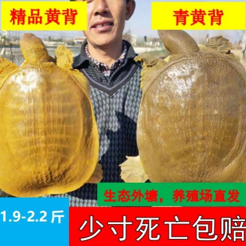 食用甲鱼新鲜王八大甲鱼野养甲鱼中华鳖水鱼团鱼野养鲜活黄皮青黄,水产肉类/新鲜蔬果/熟食,甲鱼,淘宝优惠券,粉丝福利购,淘宝优惠卷