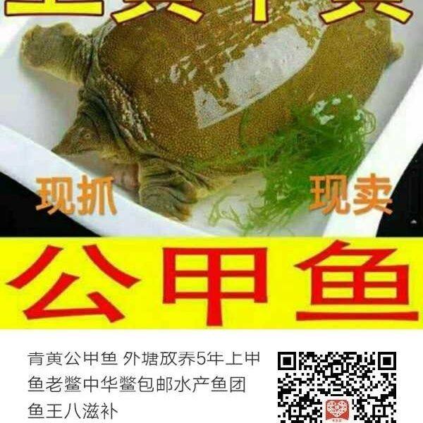 外塘清水散养3-5年王八黄油老鳖中华鳖老甲鱼青黄背公鱼鲜活,水产肉类/新鲜蔬果/熟食,甲鱼,淘宝优惠券,粉丝福利购,淘宝优惠卷